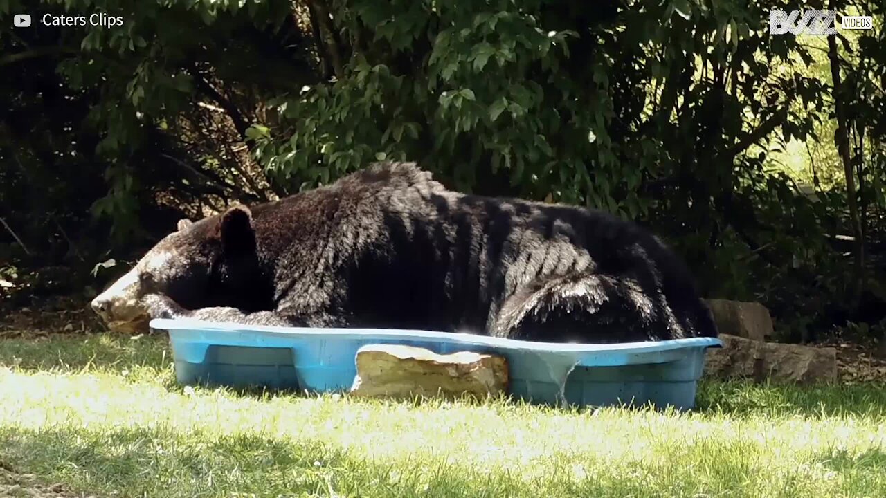 Urso apodera-se de piscina para crianças!