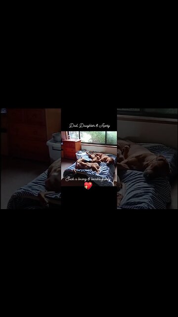 Bearstar Rhodesian Ridgeback Family