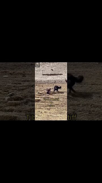 Exploring the Wonders of Wildlife: #shorts