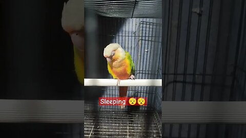 This is how PUKU sleeped 😴😴l #shorts l @BikisAviary