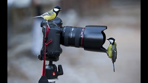 Gold finches eating togethr