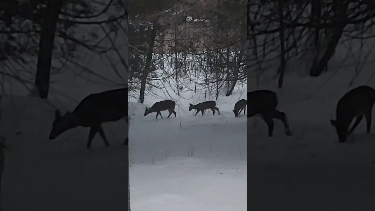 Deer Hangout (full video) #nature #wildlife #animals