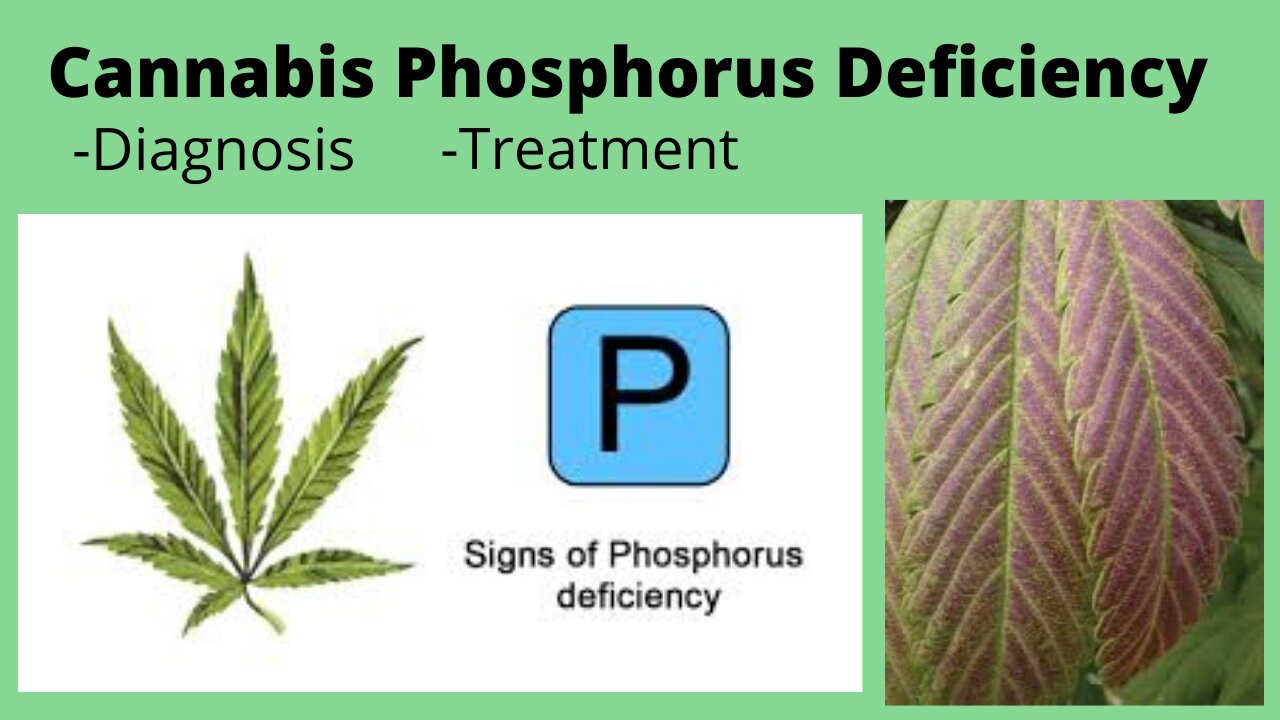 Cannabis Phosphorus Deficiency