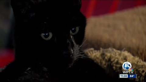 Cats paralyzed, put down after being shot by pellet gun