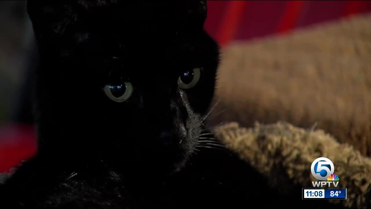 Cats paralyzed, put down after being shot by pellet gun