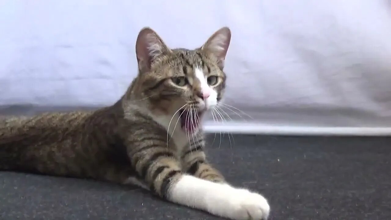 Small Cat Gives Me a Hug