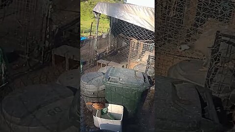 Farm cam. Gold sebright chick free range and Guinea fowl