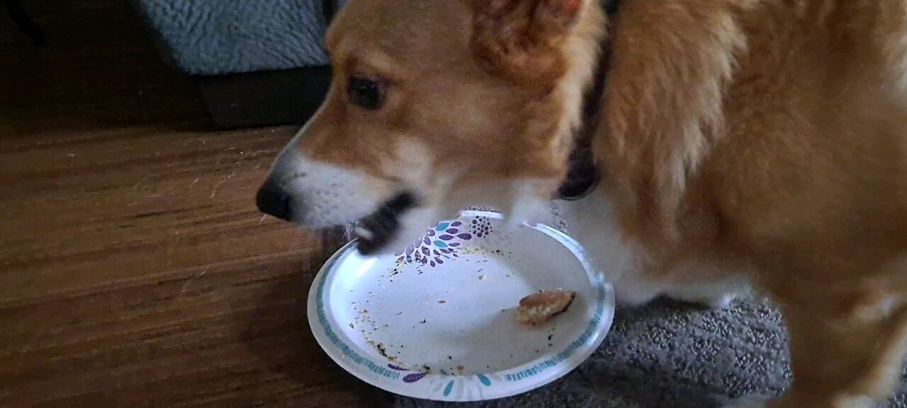 Italian corgi