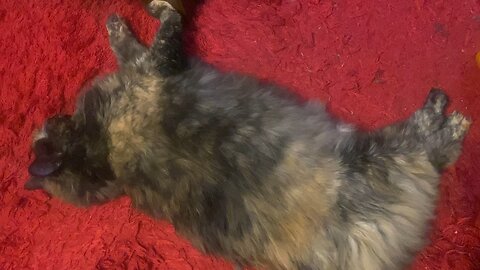 My Fat Kitty2