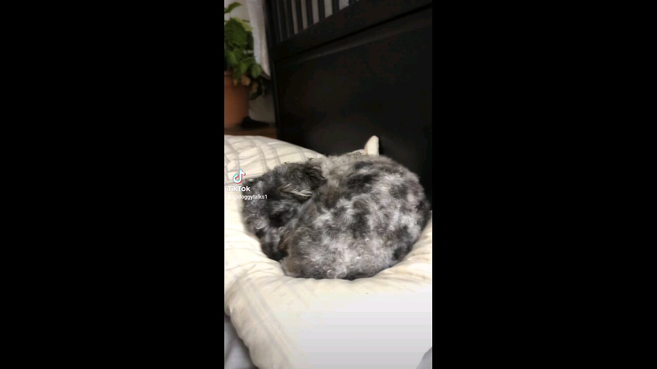 Doggytalks Silent Sleepy Night