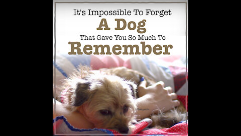 Impossible To Forget A Dog [GMG Originals]