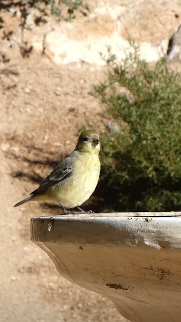 American Goldfinch🐦Sunny Day Sip