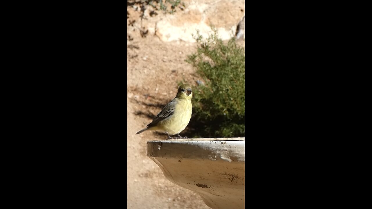 American Goldfinch🐦Sunny Day Sip