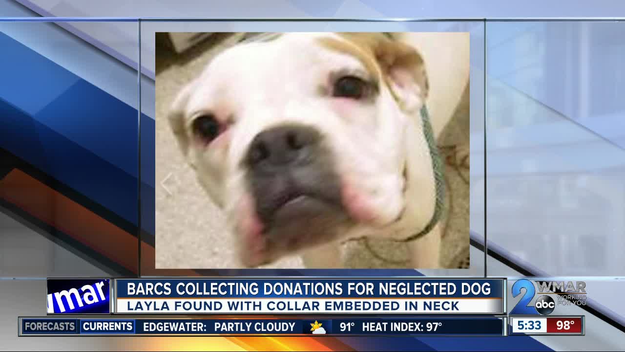 BARCS collecting donations for neglected dog