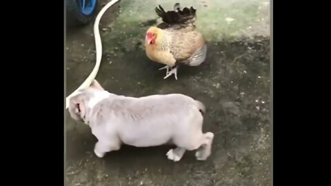 Ethiopian Funny Dog vs Hen funny fight funny animal fight videos Animal Life #32