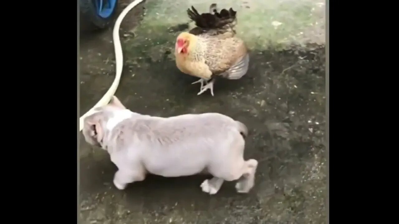Ethiopian Funny Dog vs Hen funny fight funny animal fight videos Animal Life #32