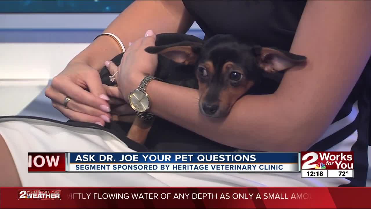 Ask Dr. Joe: Meet Thumper