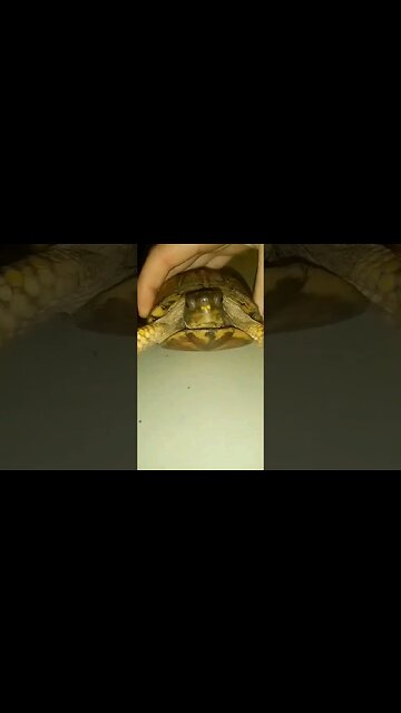 Wild 📦🐢 #turtle #outside #boxturtle #reptiles #reptilelove #wildworld #wildnature #ninjaturtles #lol