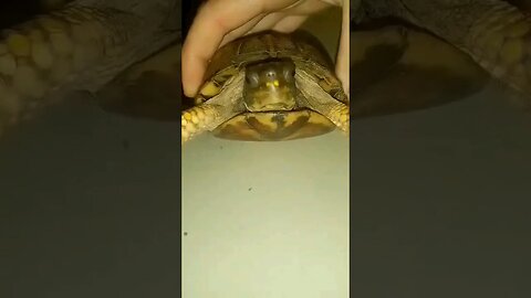 Wild 📦🐢 #turtle #outside #boxturtle #reptiles #reptilelove #wildworld #wildnature #ninjaturtles #lol