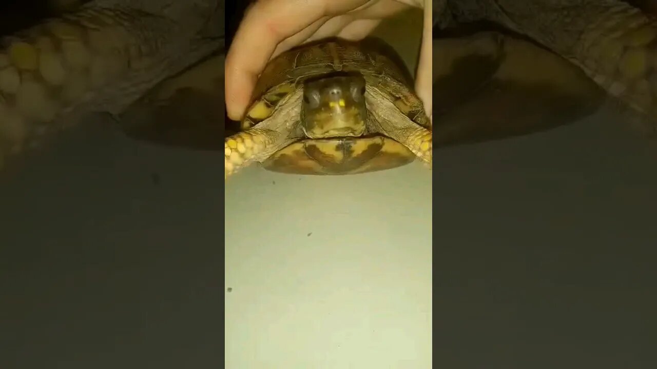 Wild 📦🐢 #turtle #outside #boxturtle #reptiles #reptilelove #wildworld #wildnature #ninjaturtles #lol