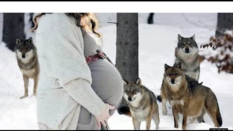 Wolf pack rescued pregnant women