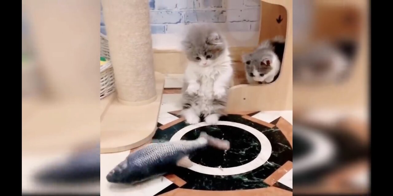 Are these cats wanting to eat the BIG fish?