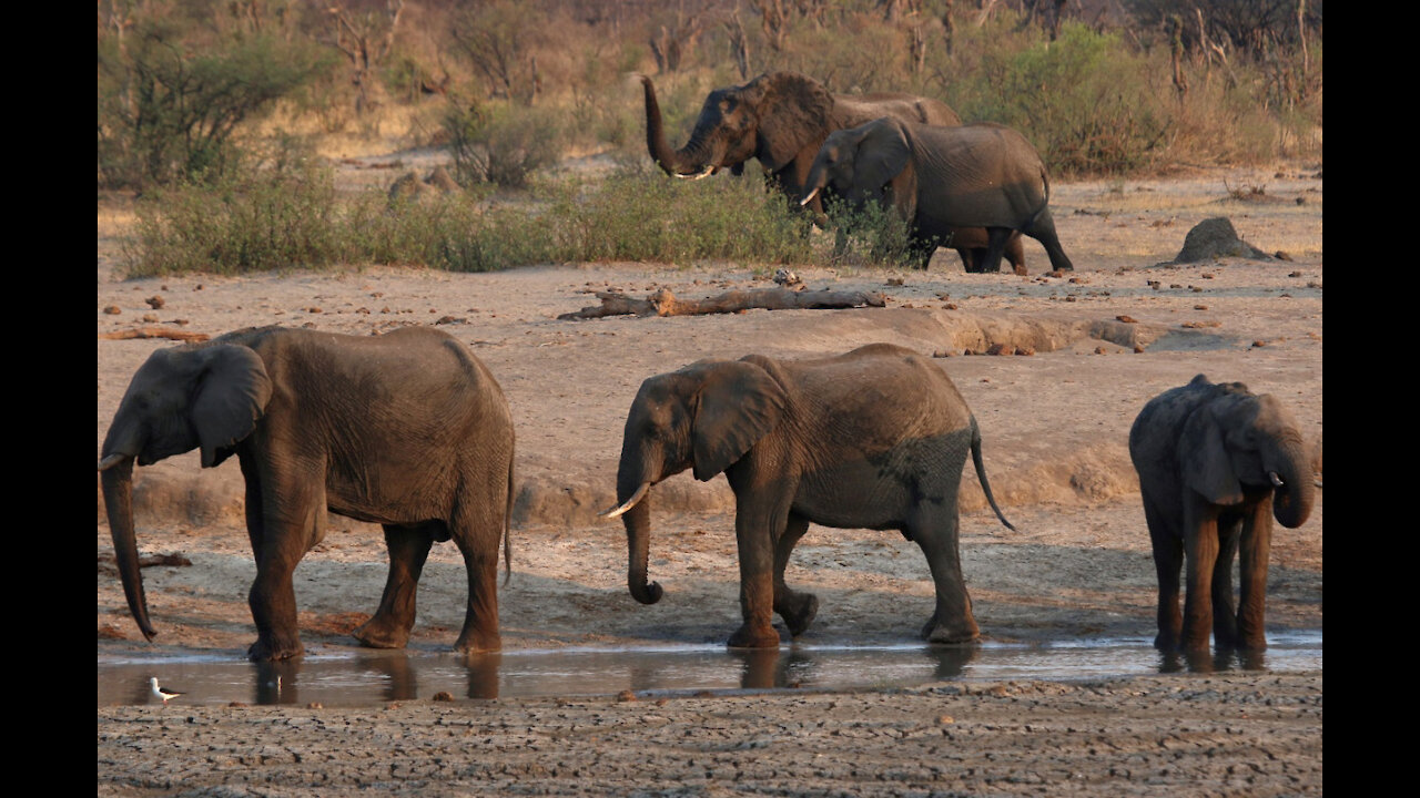 Wildlife Africa & Asia: Elephants | Free Documentary Nature