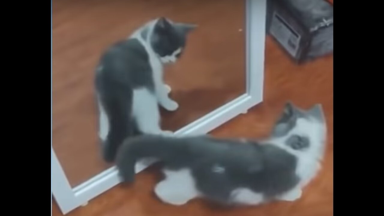 cute cats