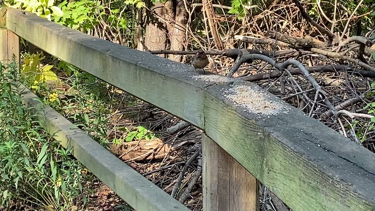 Cardinal fledgling and an Oriole?