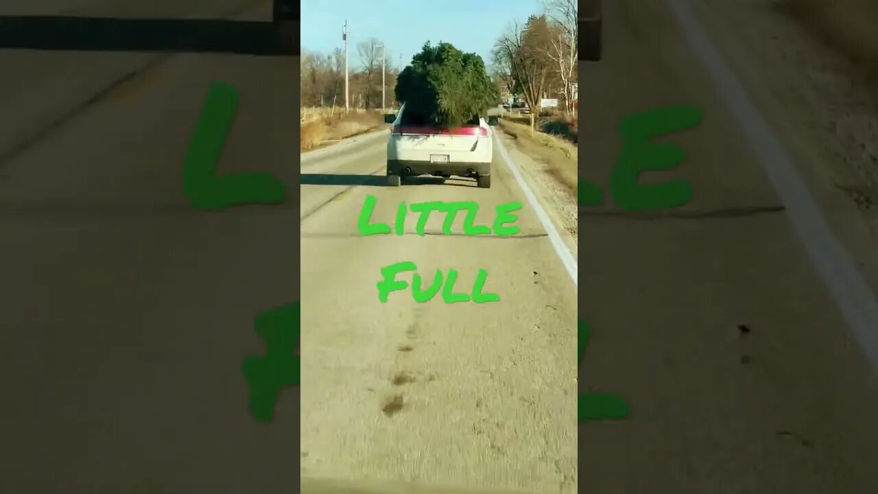 The best damn tree this side of the nuthouse