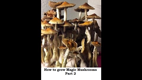 How to grow magic mushrooms part 2