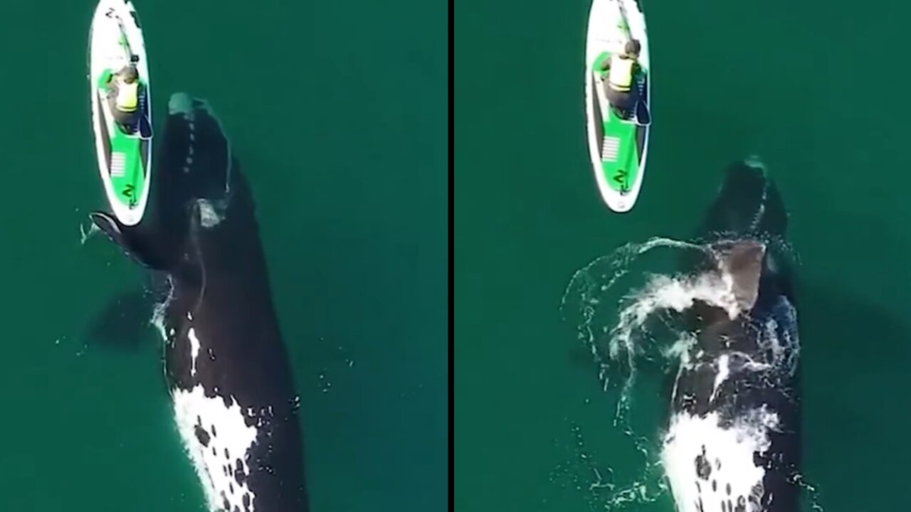 Dolphin playin with Human in the middle of the ocean