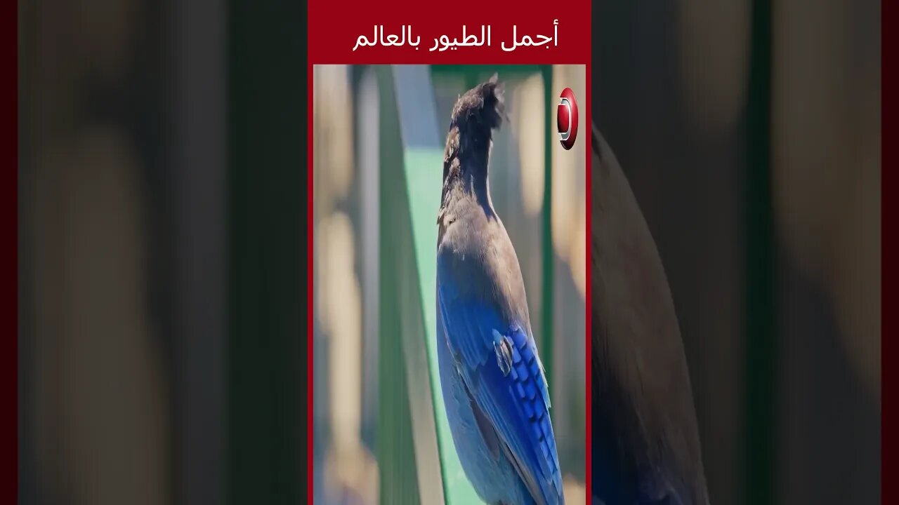 Blue Jay 1 اجمل طيور بالعالم