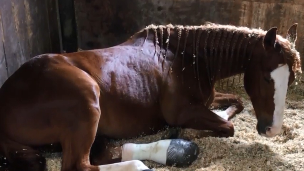 Horse's second chance