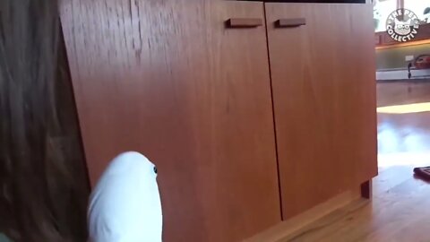 Try Not To Laugh | Funny Birds Video Compilation