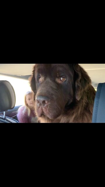 Little girl takes her gigantic dog for a car ride