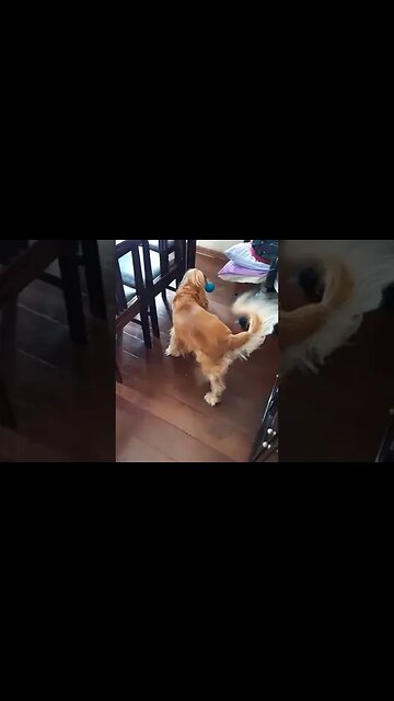 #dogshow , #animals , #dogs , #shortsvideo