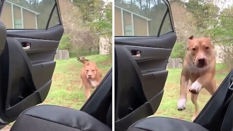 Funny video of dog getting busted by guards 🤣🤣