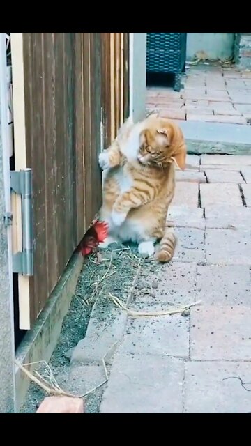 Funny Cat vs Chicken 2022- Funny Cat Videos 🐾