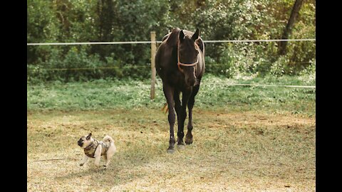 IS IT A DOG IR A HORSE?