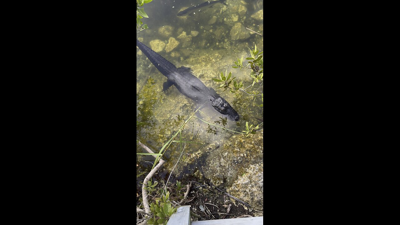 Alligator Big Pine Key Blue Hole