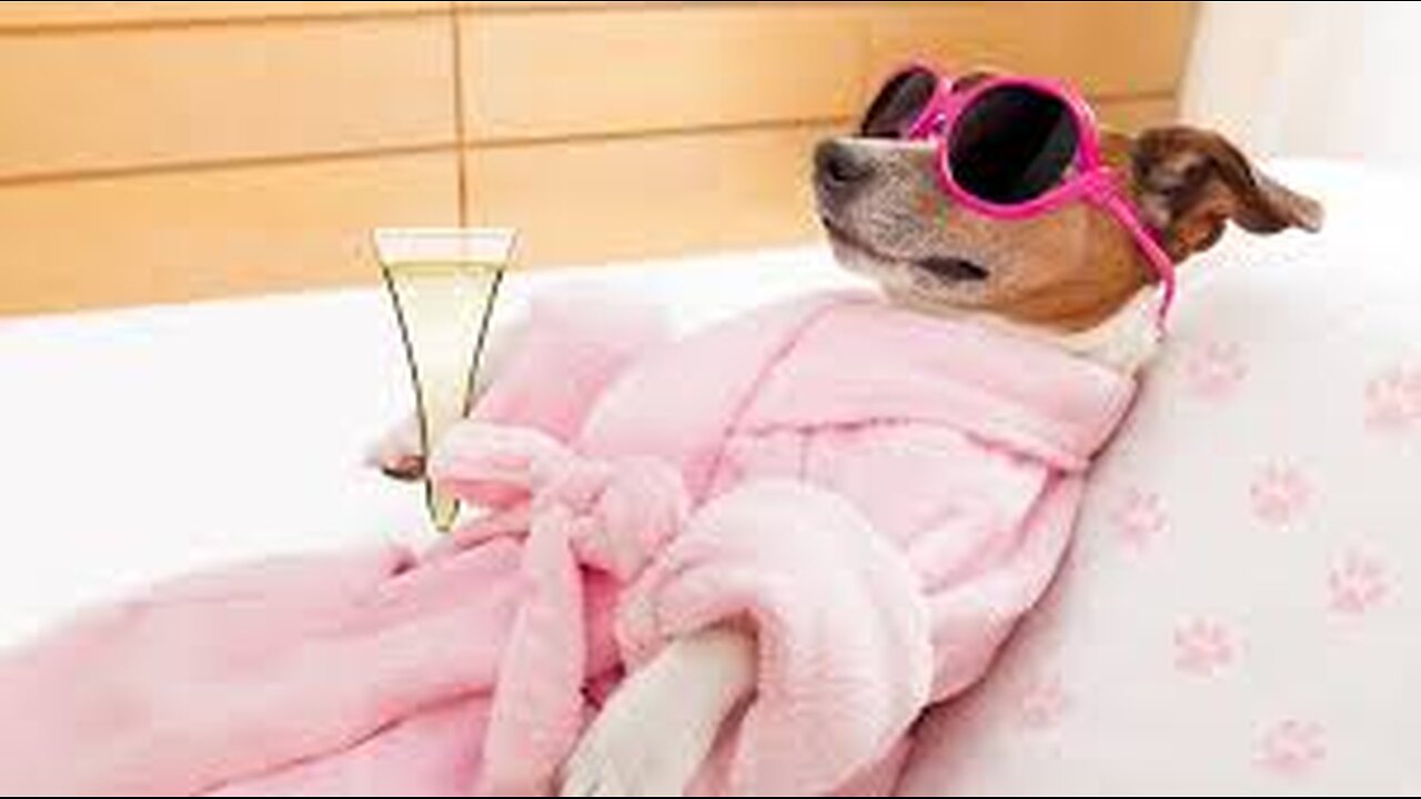 Funny & Cute Animal Videos 2024 - Funny cats/dogs - Funny animals