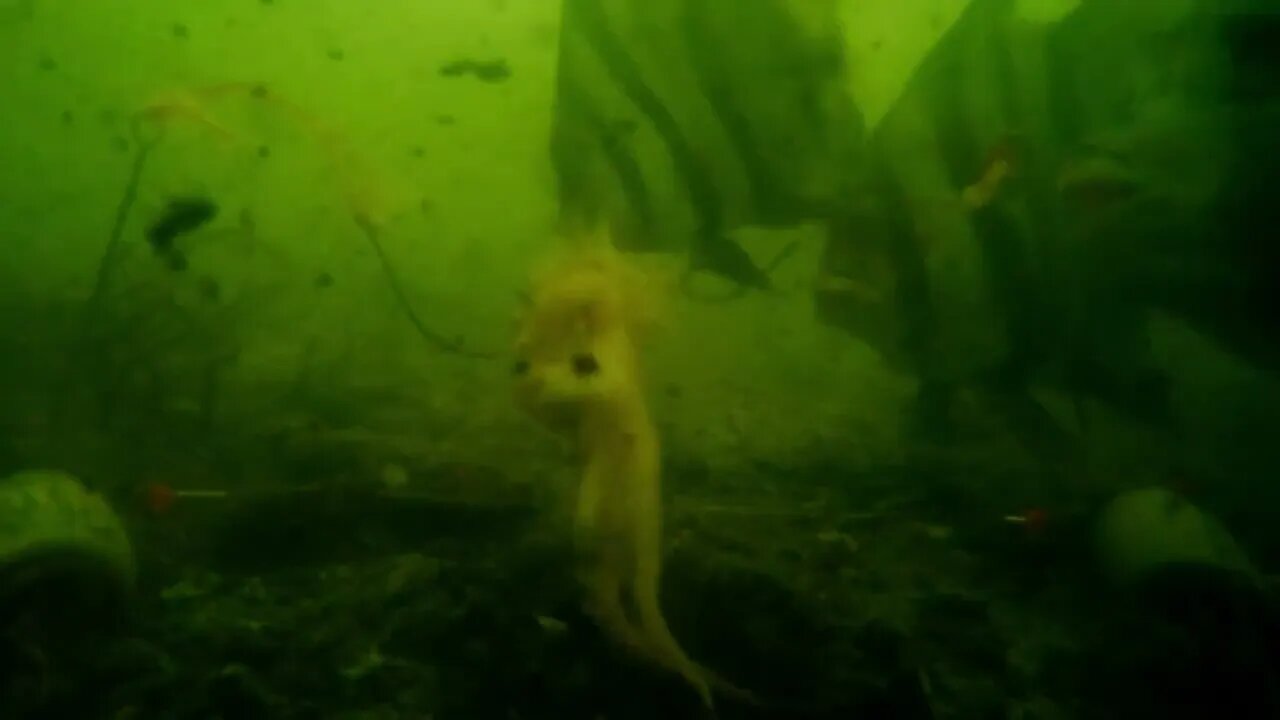 Squid for spadefish in the deep: baitcamera