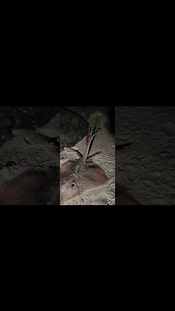 Skate on Blurple sp minnow bullet lol