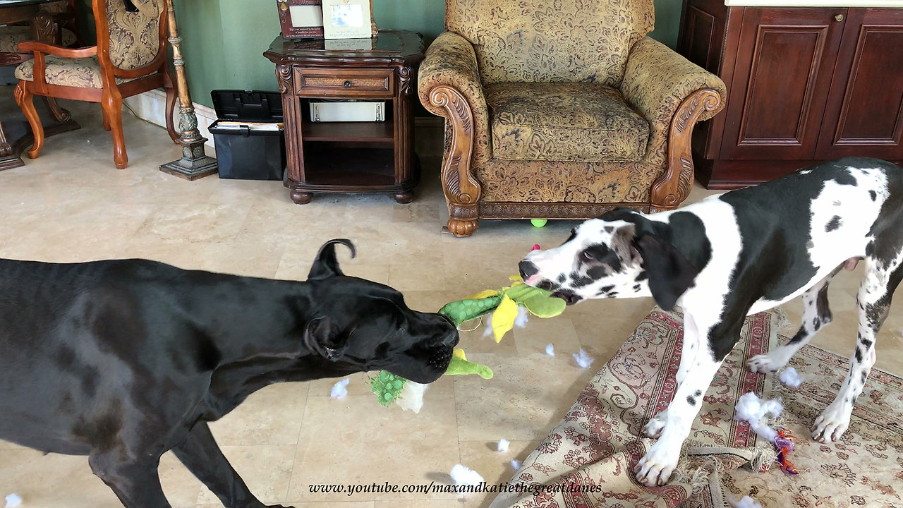 Great Danes play tug-of-war with alligator stuffed animal