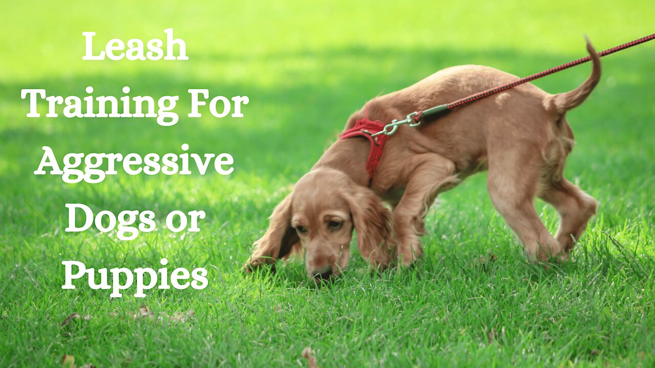 Leash Training for an Aggressive Dog or Puppy - Use Your Dog's Intelligence!