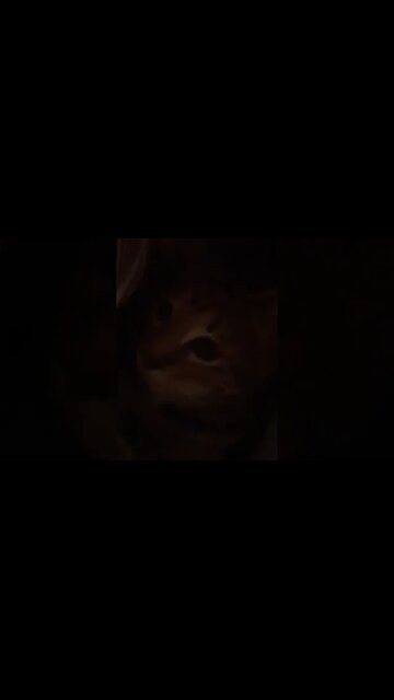 12/11 2023 Maggie ..scardy cat ...