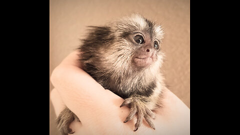 World's Smallest Monkeys ! Meet The Pygmy Marmosets !