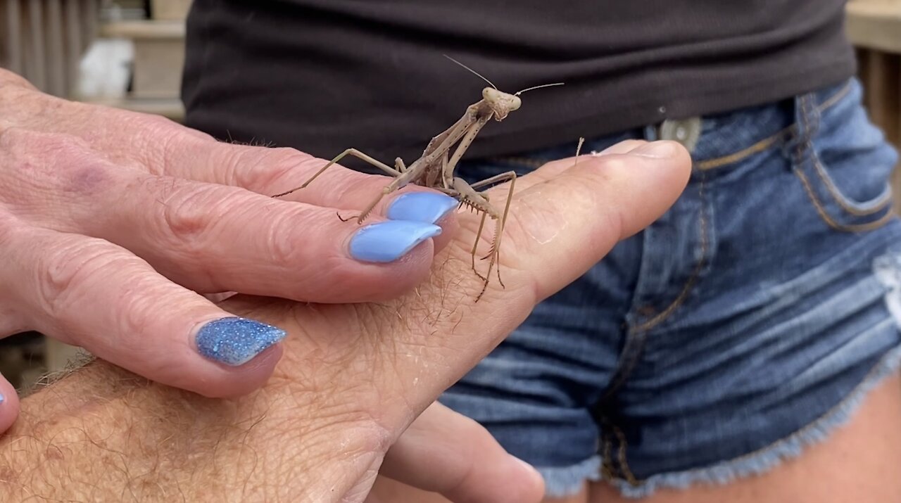 Praying Mantis, Farm Girl and Bantams