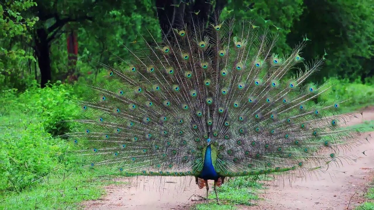 Most Amazing and Beautiful Peacock In the World